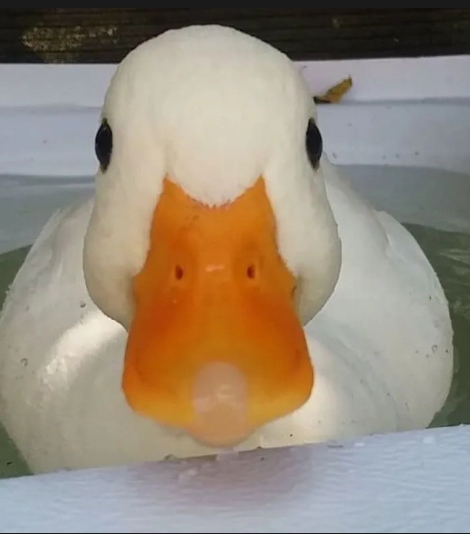 Honoré - Kontich - Anvers | Annonce Sex