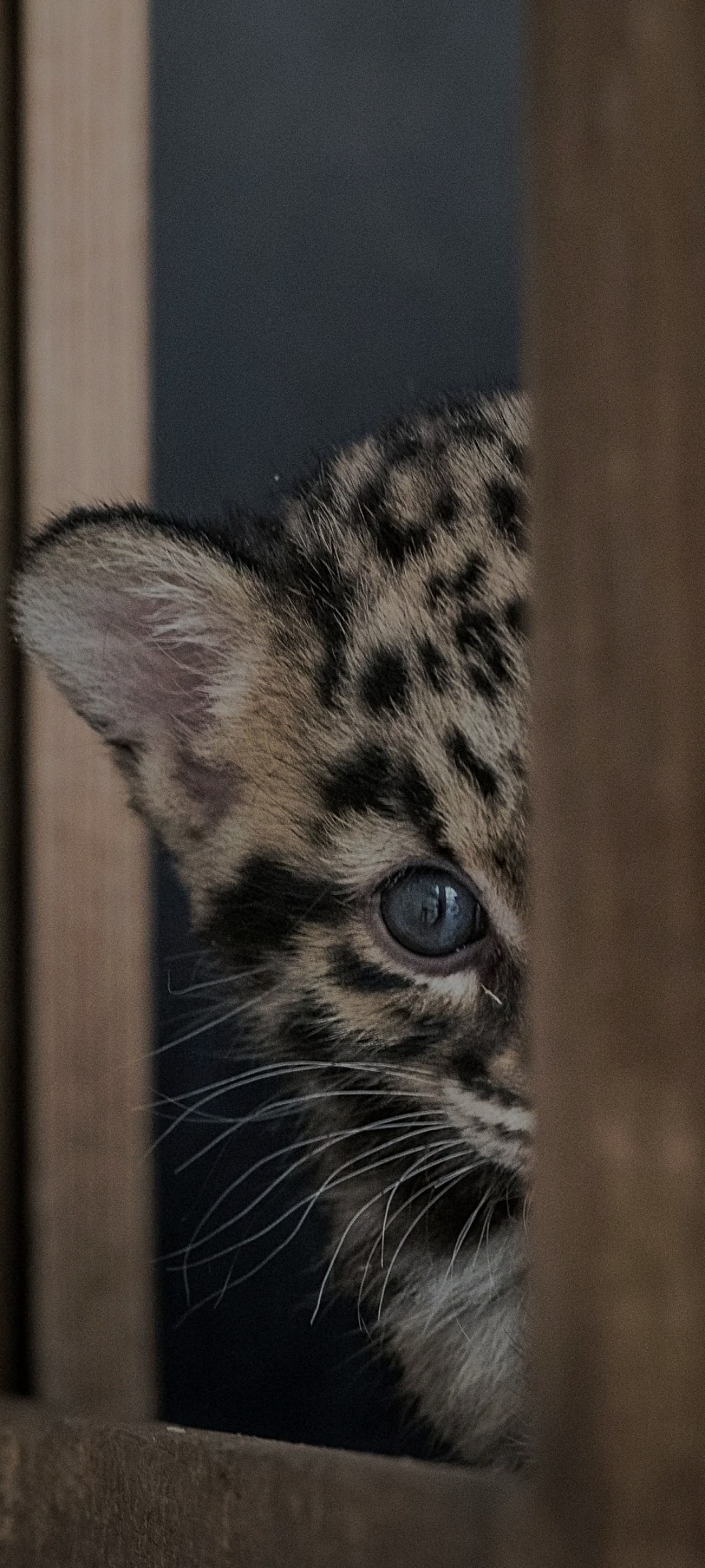 Kemal - Bullange - Liège | Annonce Sex